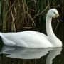 Breaking up of swan families in winter disrupts spring migration