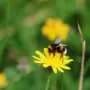 What dandelions and bees can teach us about our responsibilities to the natural world