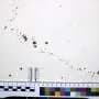 Ph.D. student's forensic review highlights need for standardized bloodstain pattern classification