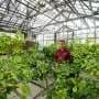 Spinach peptide discovery leads to citrus greening treatment