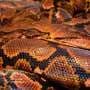 Pioneering cancer treatment saves python named Jodie Foster: UK zoo