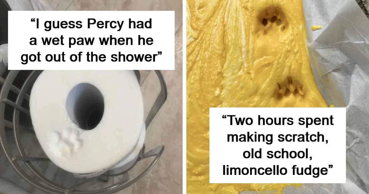 Adorable Cat Paw Prints That Told A Whole Story Without A Single Meow