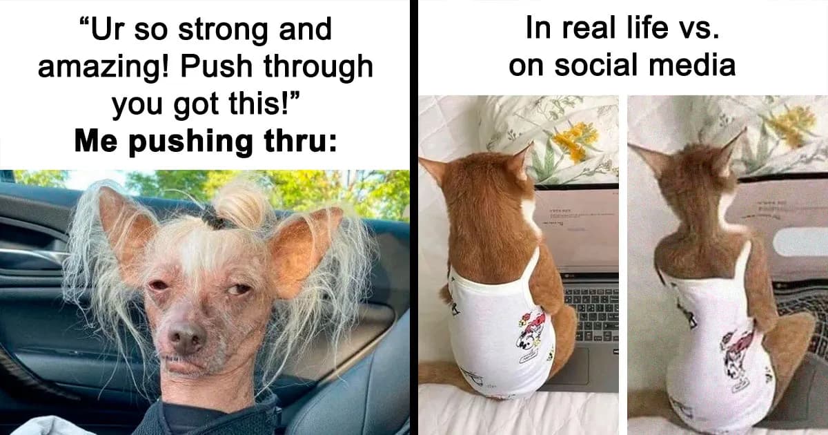 79 Silly And Cute Animal Memes That Might Be Exactly What Your Day Needs