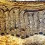 Thunderquakes enable seismic imaging of Earth's shallow subsurface