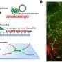 The dynamic duo: 'Weaving' hierarchical DNA materials with two classes of biomolecular nanomachines