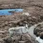 AI mapping reveals hidden stage of Arctic freeze with climate implications