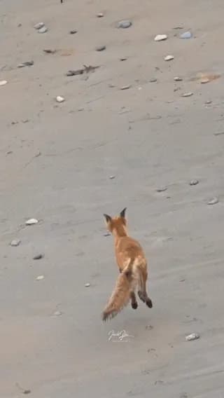 The fox said "not today"