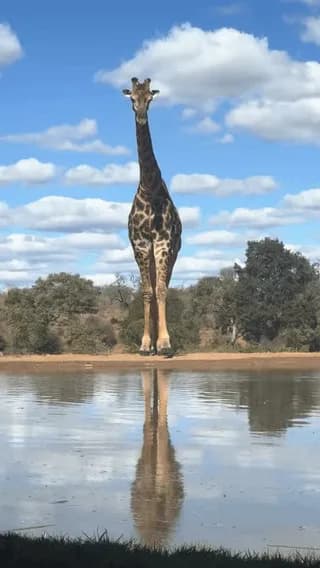 Have you all seen how a giraffe drinks water.?