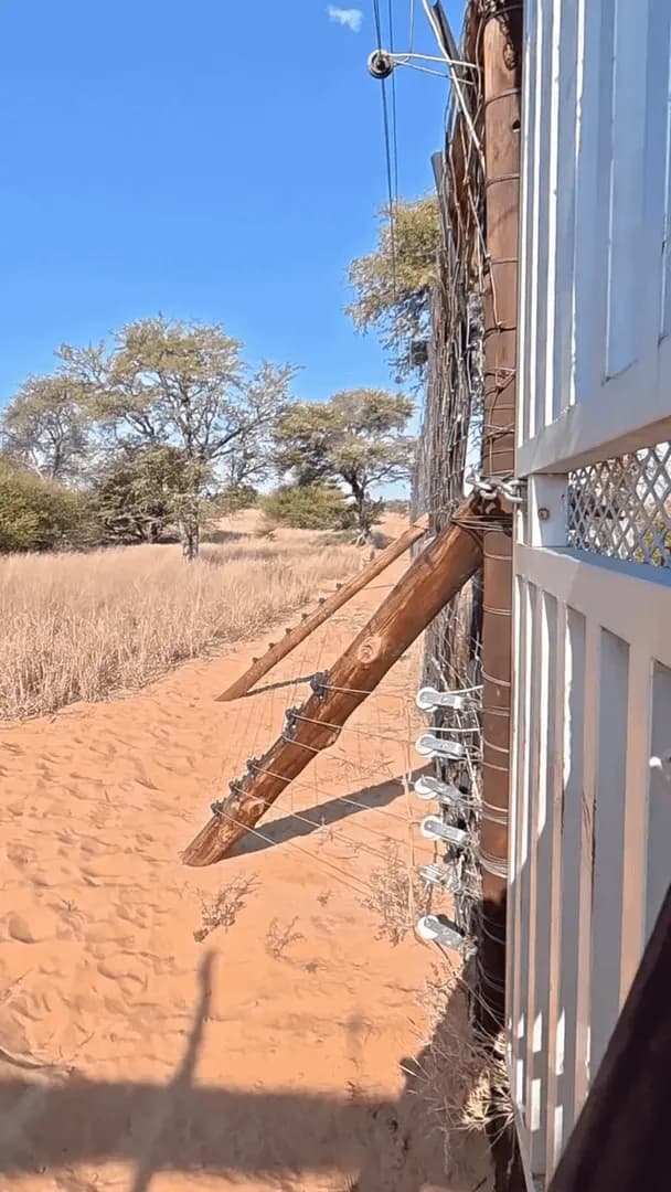 The guy who raised this lion from childhood finally reunites with her after several days.