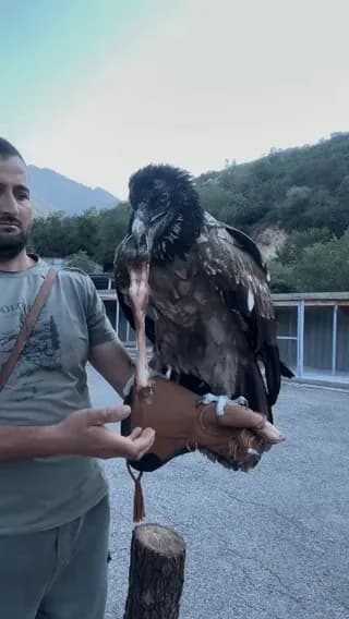 Bearded Vulture diet is bones 🦴