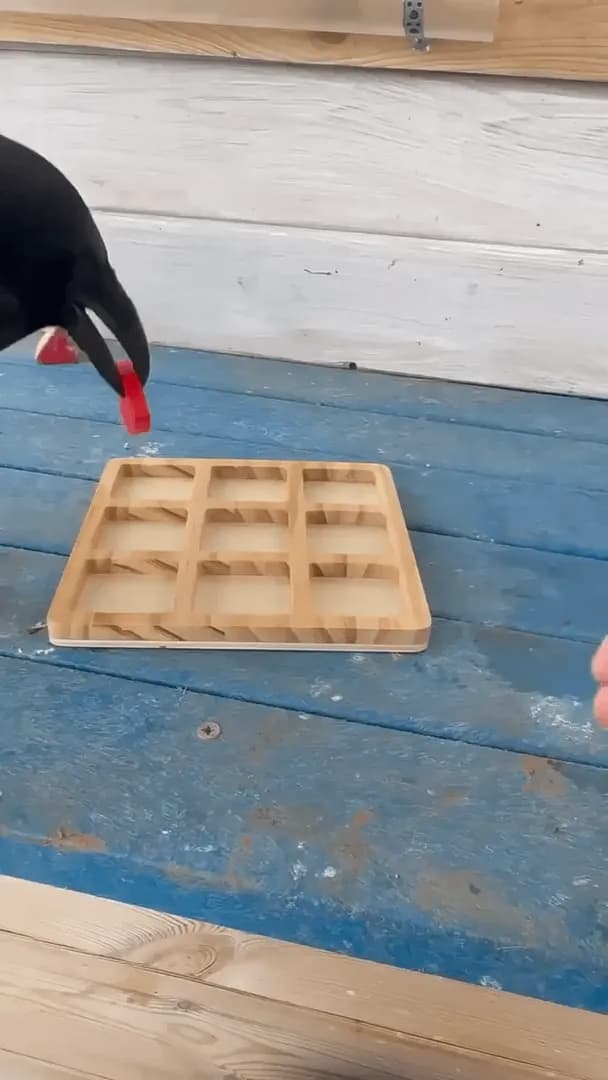 The bird even realized he had won 😅🥳
