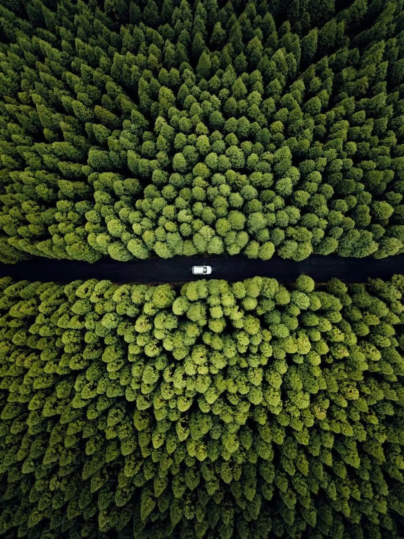 A road splitting a forest in the Azores