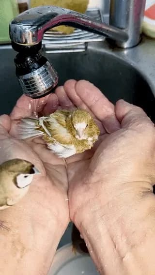 Birds' Spa day!!