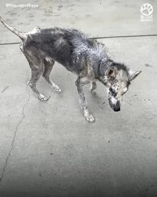Walking Skeleton turns into most beautiful Husky