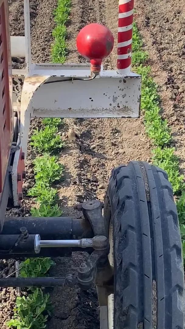 A bird trying to save her eggs from a giant tractor
