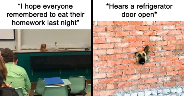 48 Animal Pics That Fit Perfectly Into Memes