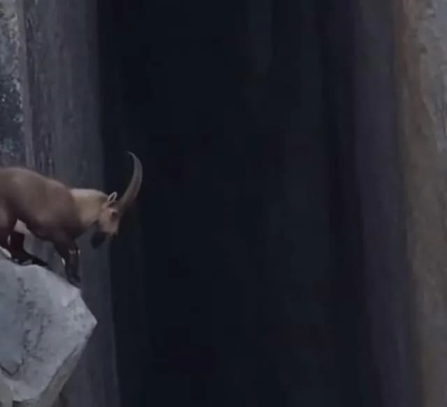 Mountain Goat Makes Insane Leap
