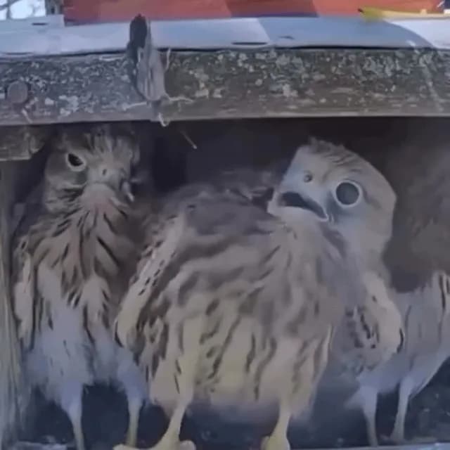 Babies scared