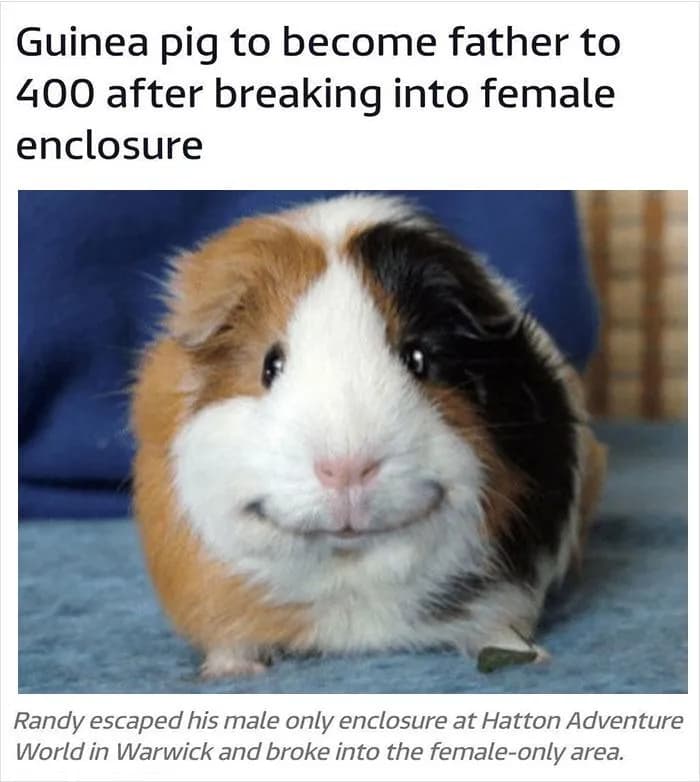 The Guinea Pig behind 400 offspring.