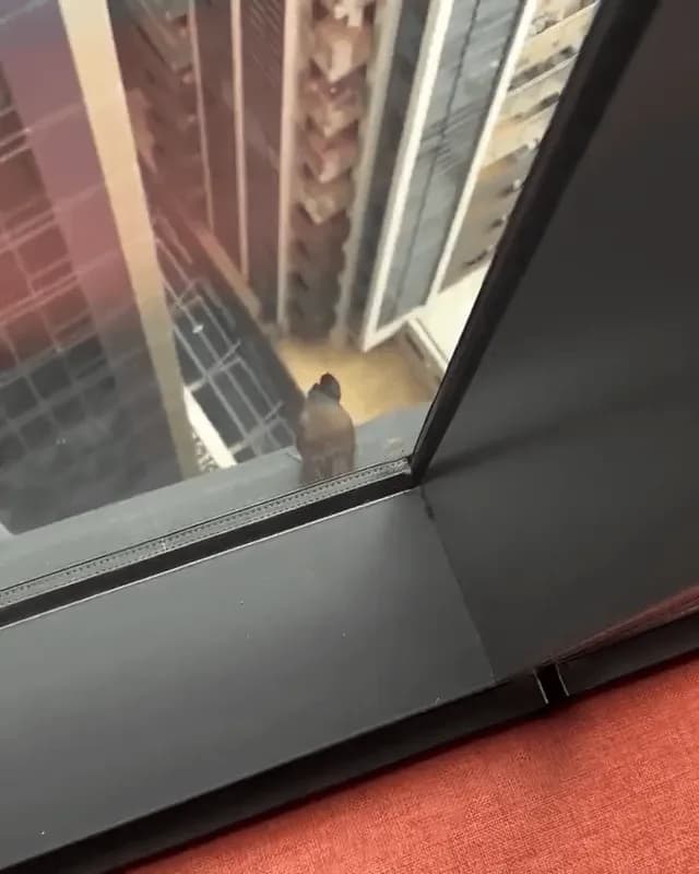 This bird jumping off the building and taking flight. This must feel incredible!