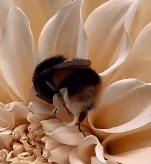 When bees get tired of flying and carrying pollen, they can fall asleep in flowers like this.
