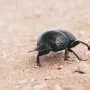 Dung beetles offer insights into biodiversity in Singapore