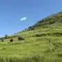 Why ancient grasslands, once plowed, don't grow back the same