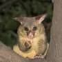 Listening to the bush: How AI can help NZ rid its wilderness of 'hold‑out' pest possums