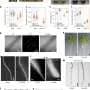 Tiny root hairs, big impact: How bacteria help plants survive drought