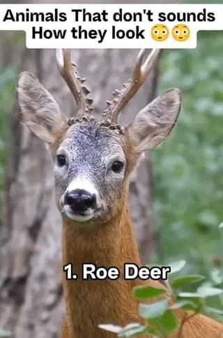 Fascinating and unexpected animal sounds