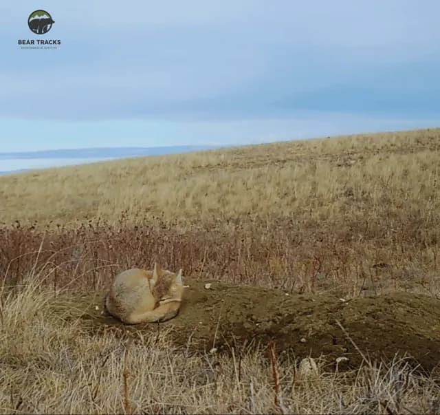 Swift fox always be ready
