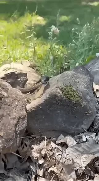 Wtf he swallowed another snake alive