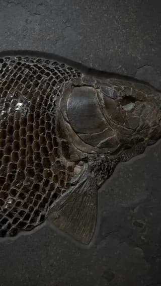 A 150-million-year-old Lepidotus fish fossil preserved from Holzmaden, Germany