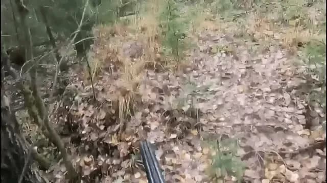 Bears will often test you