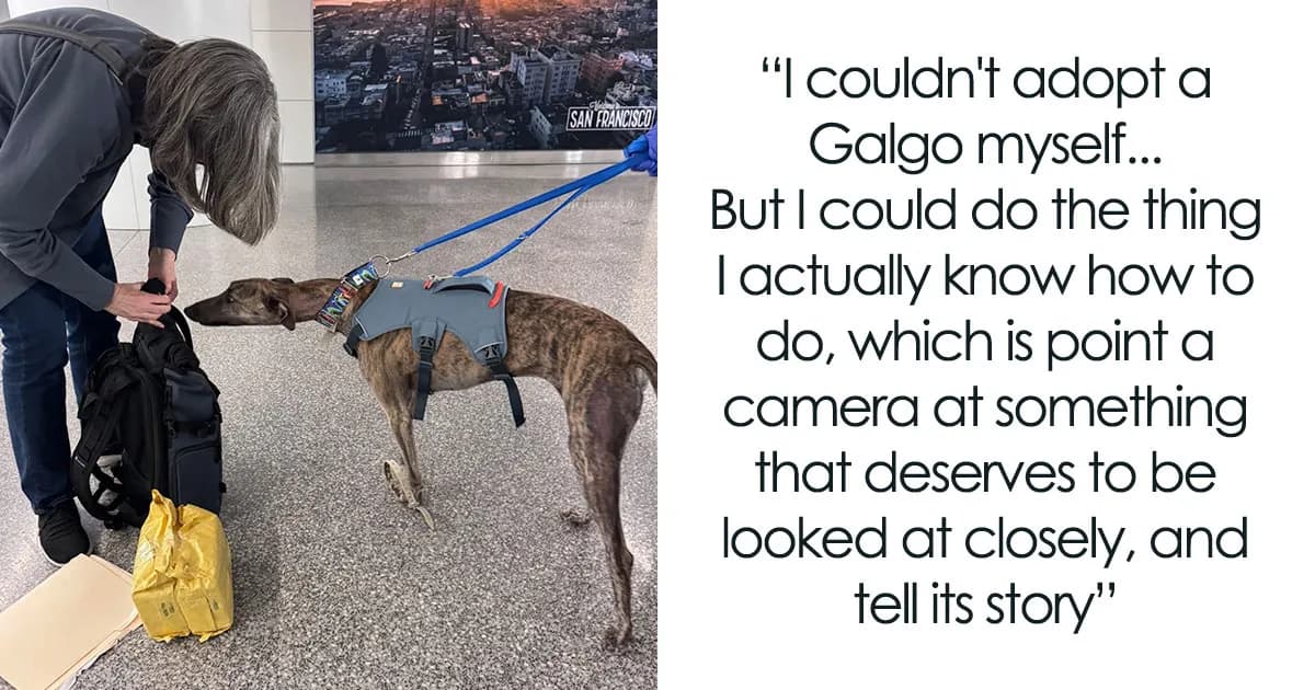 This Photographer Brought Five Rescued Spanish Galgos To The USA And Turned Their Story Into Art
