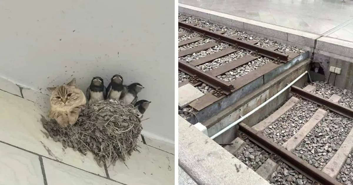 38 Strange Photos That Take More Than One Look To Understand