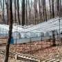 Forty forest drought experiments reveal trees show little physiological acclimation