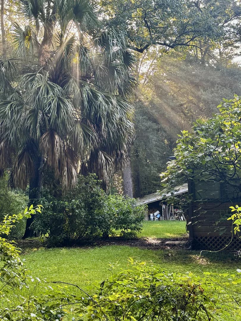 These morning rays breaking through the trees