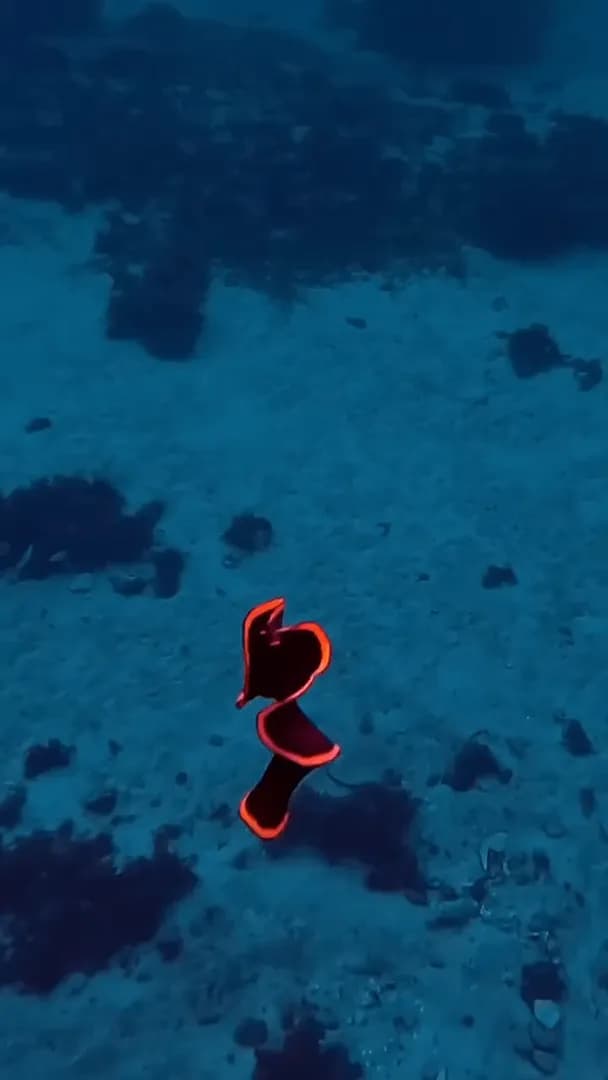 The Spanish Dancer