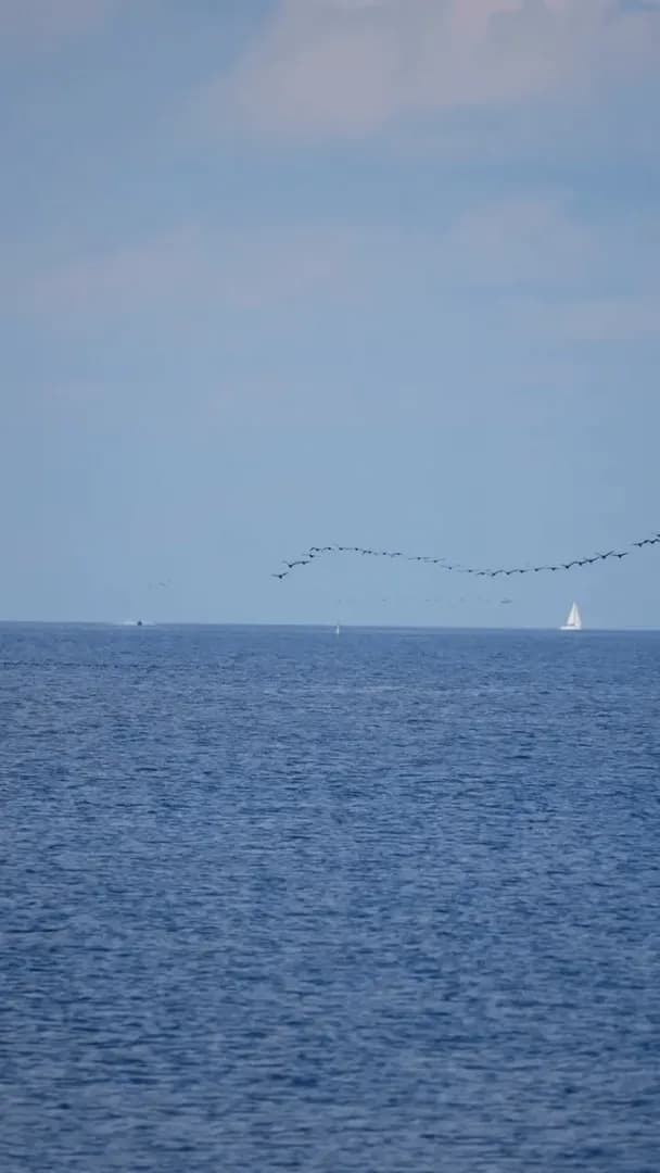 Cormorant formation [ knjshoots ]