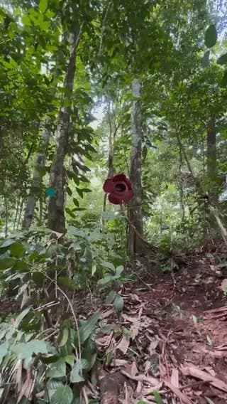 Rafflesia arnoldii, is the worlds largest flower and it is incredibly rare It can grow up to 1 metre (3.3 feet) in diameter