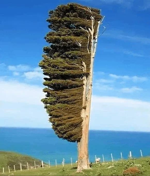 This is a windswept tree on Banks Peninsula in New Zealand.