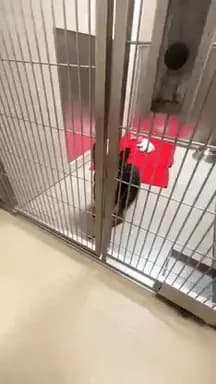 Scared Dog Who's Been Through Hell, Adopted Into A Loving Family