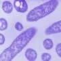 For Legionella bacteria, taking over a cell means playing by its rules