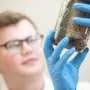 Chagas parasite's survival trick offers antimalarial-style target