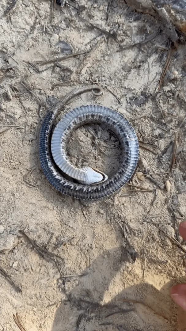 A tiny eastern hognose snake playing dead.