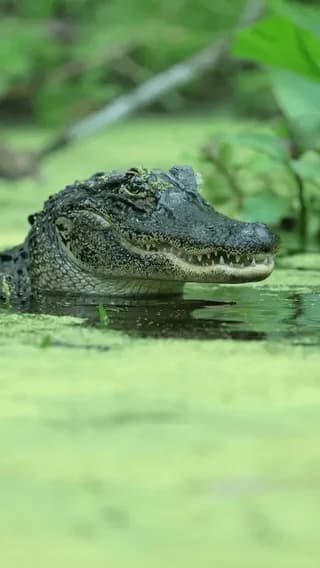 An alligator pushing air out of its eye socket (lacrimal duct) after heavy exertion