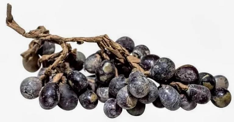 Northern Song glass grapes, excavated from Jingzhi Temple, dating back over 1,000 years