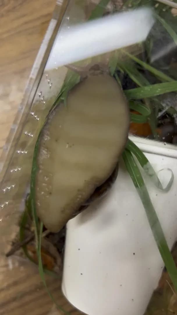 The pedal waves of a snail as they move along a surface