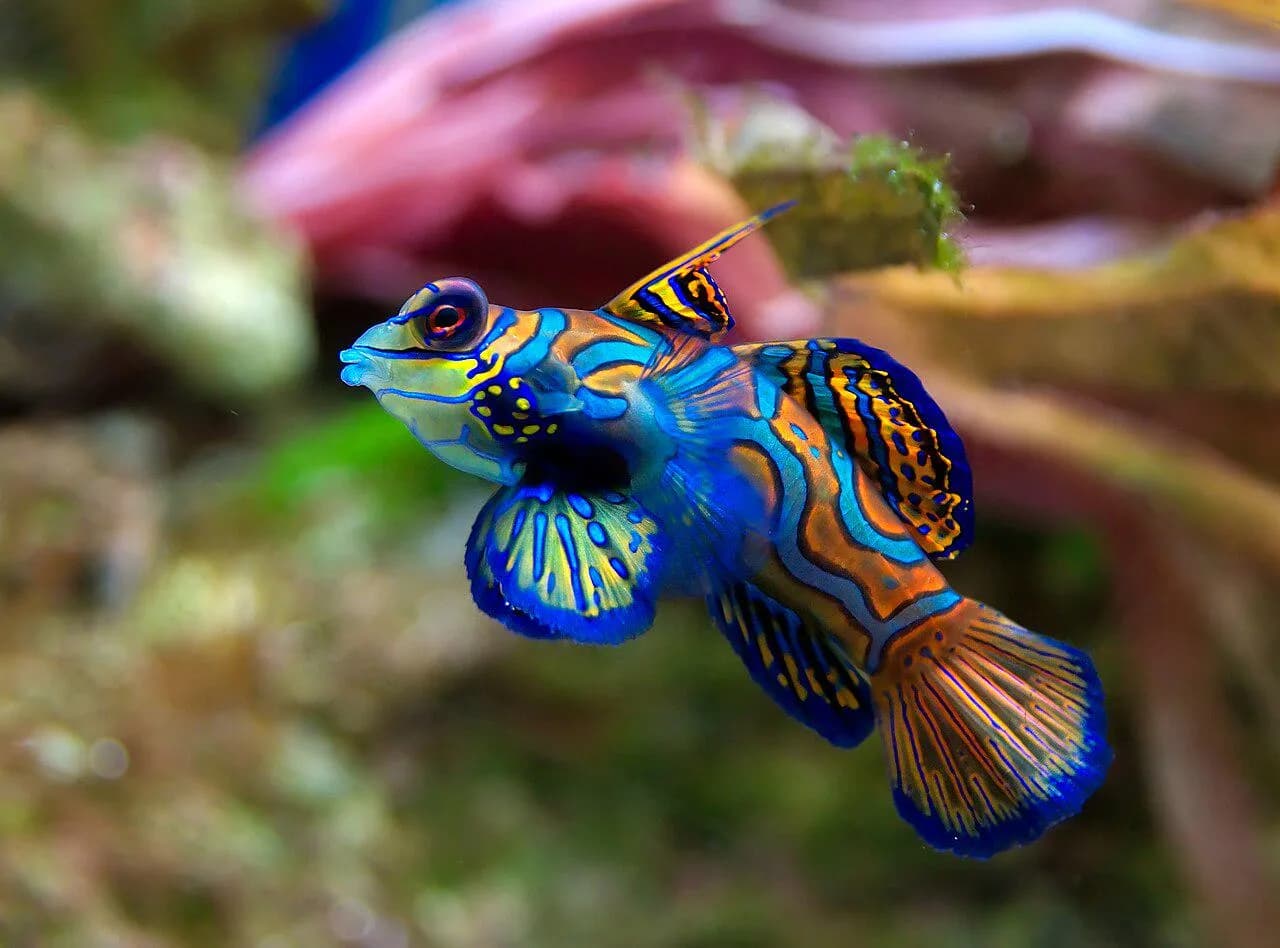 The mandarin dragonet (Synchiropis splendidus)- they use their large pelvic fins to "walk" along the sea floor